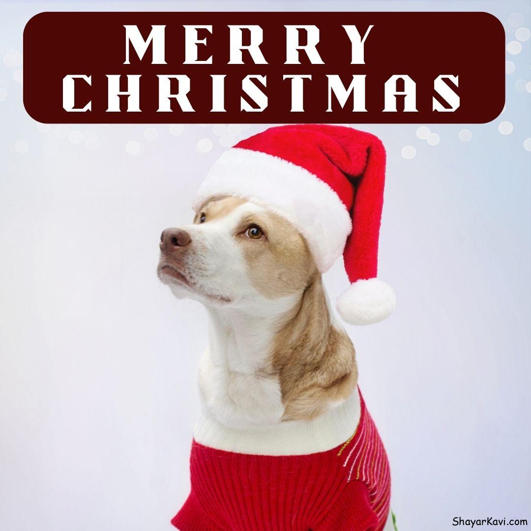 Merry Christmas and Dog wearing Santa cap