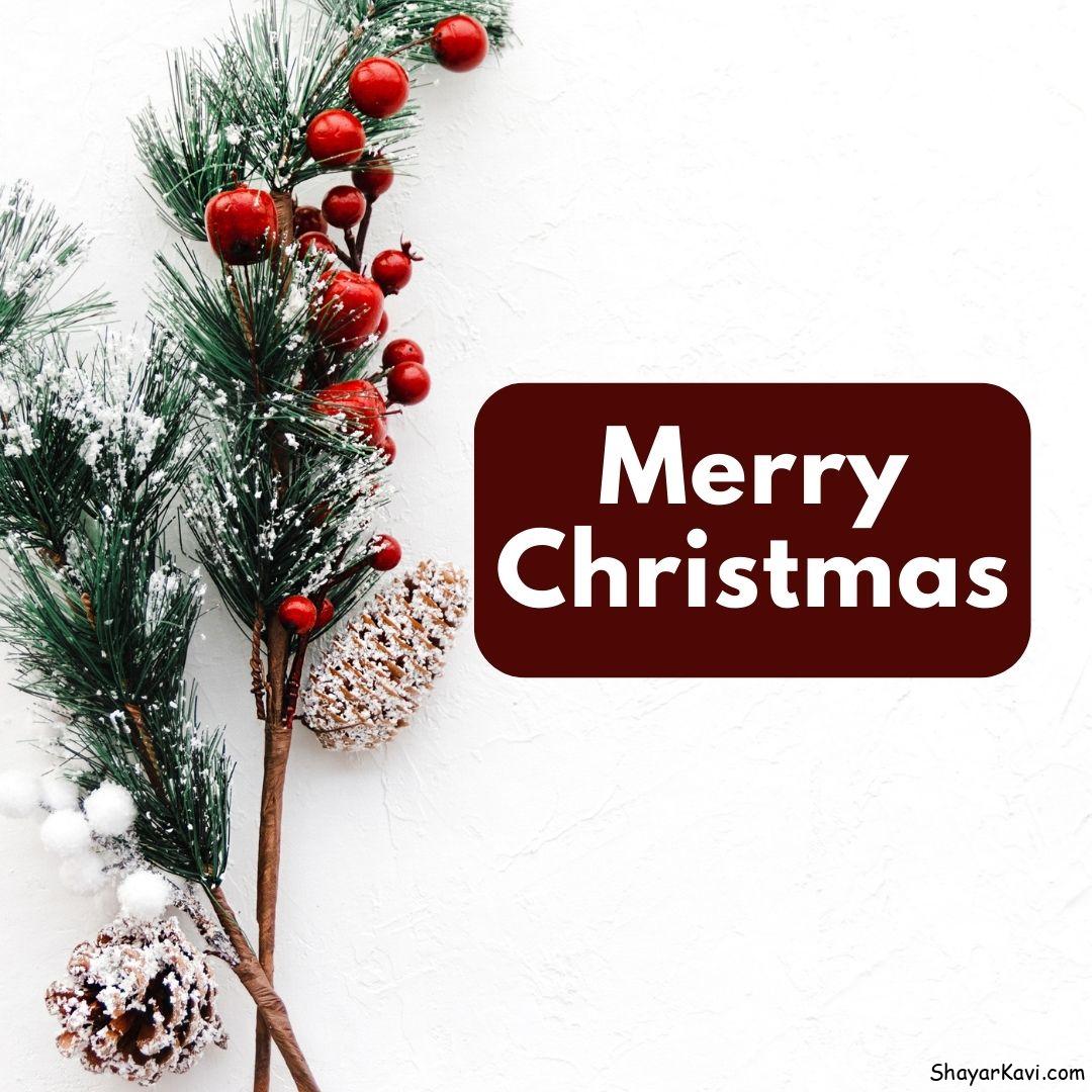 Merry Christmas with small Christmas tree leaves and white background